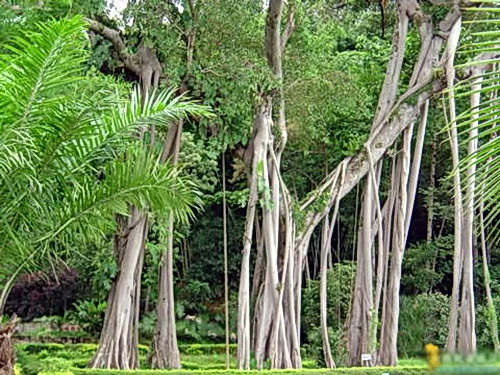 Nearby forests reminiscent to those of Angkor.